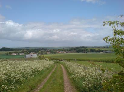 Picture of cows blocking the route.